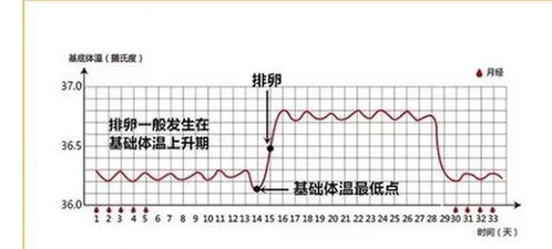 女性处于排卵期的症状