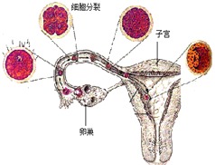 女性处于排卵期的症状