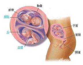 怀孕10周胎儿怎么还不明显