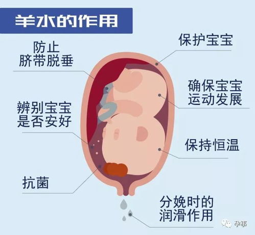 营养对妊娠有何重要性和作用