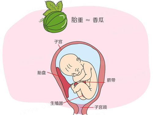 孕期如何食补有助胎儿视力发育呢