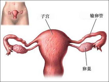 导致输卵管堵塞的原因是什么?