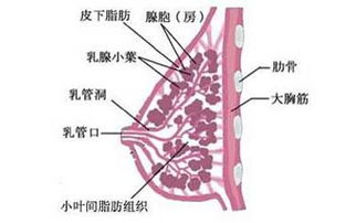 女生吃什么对乳腺好