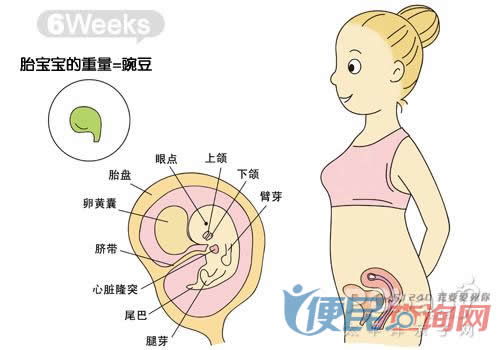 怀孕6周需要补充什么营养