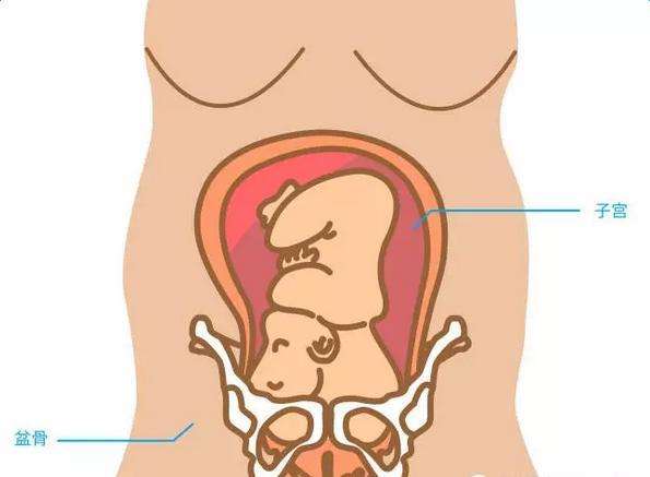 怀孕后耻骨为什么会痛呢