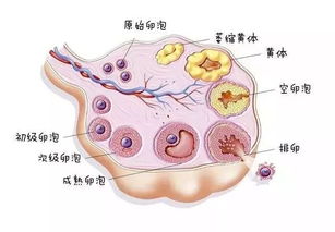 女性卵泡期是什么时候