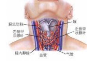 甲状腺对怀孕有没有影响