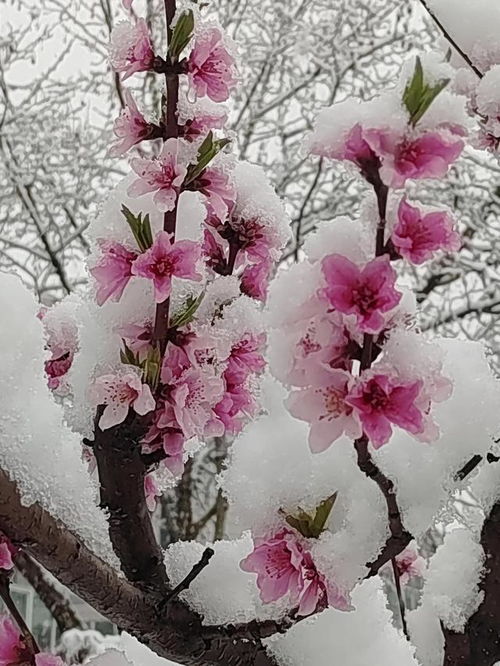 三月桃花雪到底是什么意思