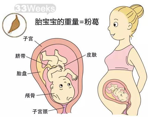 孕26周胎儿股骨长多少正常