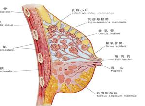 乳腺囊肿最好的治疗方法