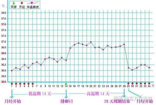 受孕期和排卵期有什么区别