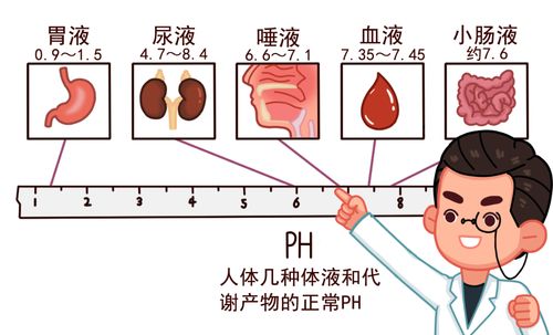 碱性磷酸酶偏高