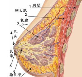 乳腺增生可以治好吗怎么治