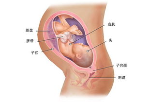 孕妇如何自测胎儿发育状况呢