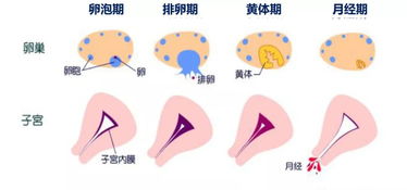 月经周期延长是怎么回事?