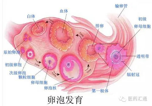 卵泡破裂和排卵有什么区别