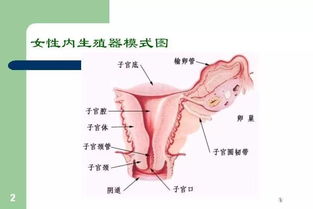 烤瓷牙裂纹了怎么办