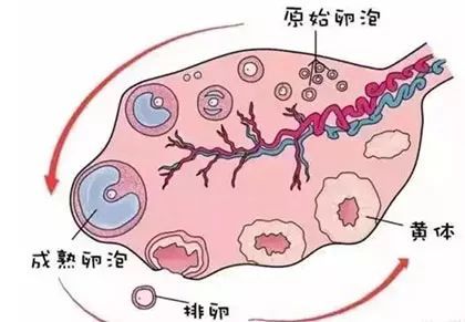 卵泡期喝什么汤对卵泡发育好