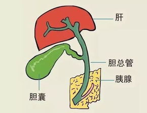 卵巢癌化疗后的饮食和注意什么