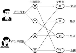 生男生女主要取决于谁?