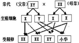 生男生女主要取决于谁?