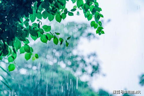 春雨缠绵的诗句