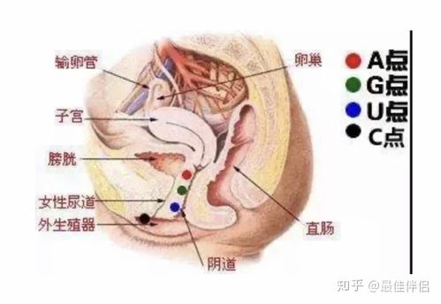 女人G点怎么能找到位置