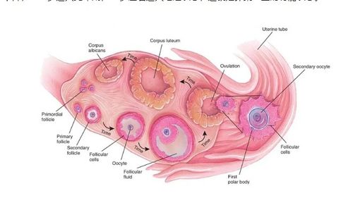 卵泡发育不好怎么调理吃什么