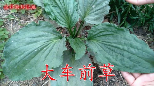 车前草和乌豆的功效与作用