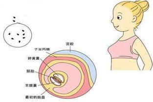 怀孕二个月的症状有哪些表现