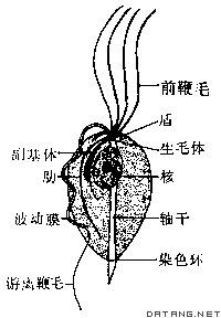 滴虫病男性症状