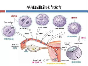 胚胎停育是什么原因造成的