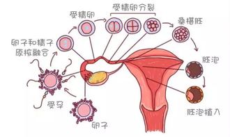 卵巢功能早衰不排卵怎么办