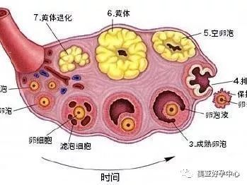 卵泡发育不良的原因有哪些