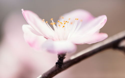 花开又花落的句子