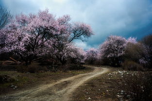 赞美山村风景优美的诗句