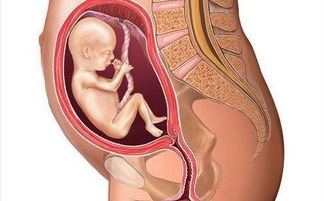 怀孕六个月是男孩的话他的睾丸能看到吗？