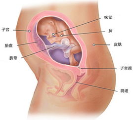 怀孕六个月是男孩的话他的睾丸能看到吗？