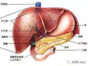 精囊炎会变成癌症吗