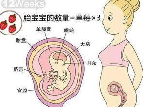 怀孕12周孕囊正常值多大