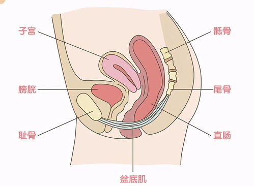 多囊患者该如何备孕