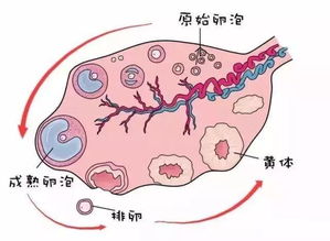 免疫性不孕有什么禁忌