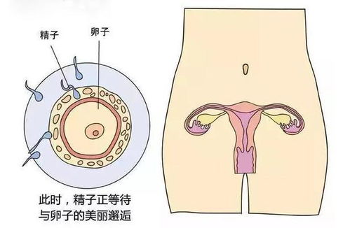 怀孕10周能听到胎儿心跳吗