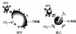 生殖现象是指?初二生物