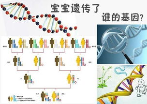 孩子身上的遗传基因来自于谁