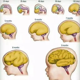 胎儿的成长过程