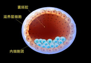 如何提高卵母细胞的质量呢