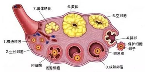 怎么看精子质量好不好