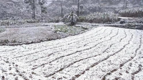 为什么“瑞雪兆丰年”？