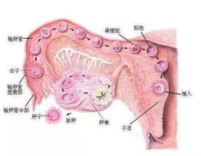 卵泡生长成熟到排掉一般需要几天？